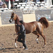 2012 Scottsdale Show | Days 1 & 2