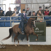 2012 Scottsdale Show | Days 1 & 2