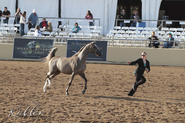 2012 Scottsdale Show | Days 1 & 2