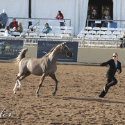 2012 Scottsdale Show | Days 1 & 2
