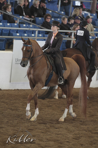 2012 Scottsdale Show | Days 1 & 2