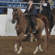 2012 Scottsdale Show | Days 1 & 2