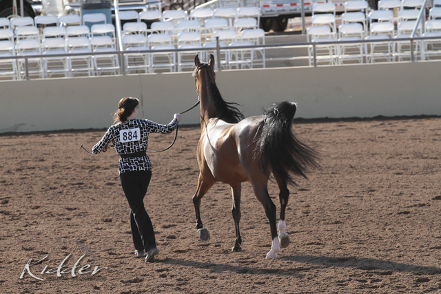 2012 Scottsdale Show | Days 1 & 2
