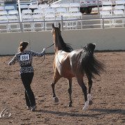 2012 Scottsdale Show | Days 1 & 2