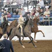 2012 Scottsdale Show | Days 1 & 2
