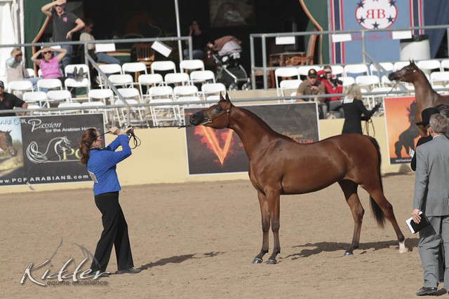 2012 Scottsdale Show | Days 1 & 2