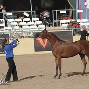 2012 Scottsdale Show | Days 1 & 2