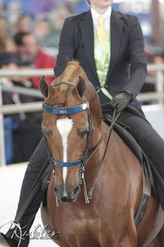 2012 Scottsdale Show | Days 1 & 2