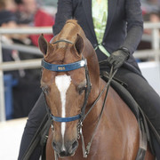 2012 Scottsdale Show | Days 1 & 2