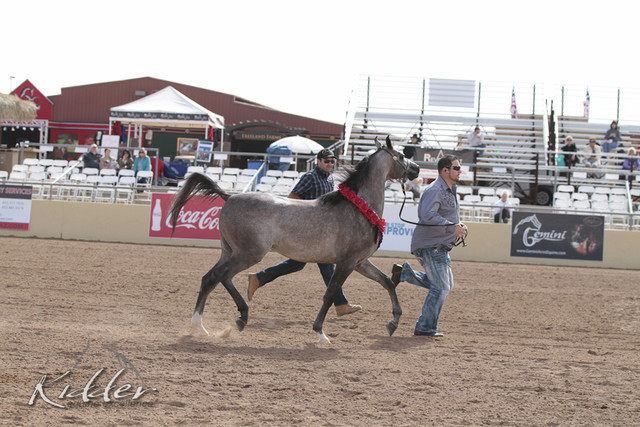 2012 Scottsdale Show | Days 1 & 2