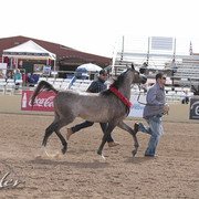 2012 Scottsdale Show | Days 1 & 2