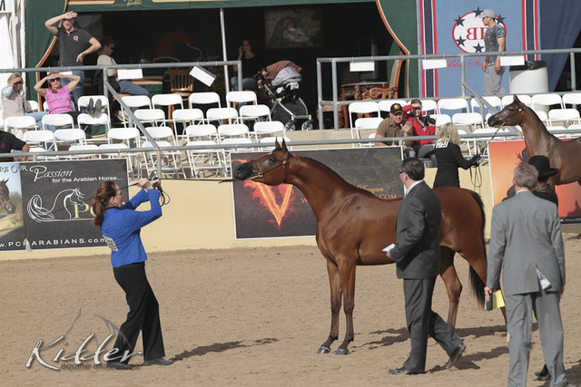 2012 Scottsdale Show | Days 1 & 2