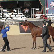 2012 Scottsdale Show | Days 1 & 2