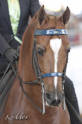 2012 Scottsdale Show | Days 1 & 2