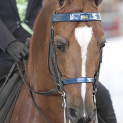 2012 Scottsdale Show | Days 1 & 2