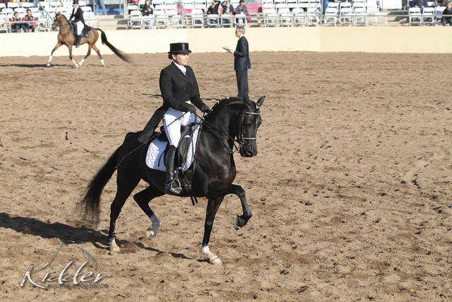 2012 Scottsdale Show | Days 1 & 2