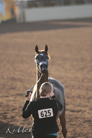 2012 Scottsdale Show | Days 1 & 2