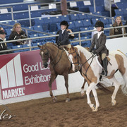 2012 Scottsdale Show | Days 1 & 2