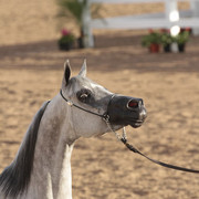 2012 Scottsdale Show | Days 1 & 2