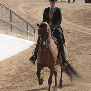 2012 Scottsdale Show | Days 1 & 2