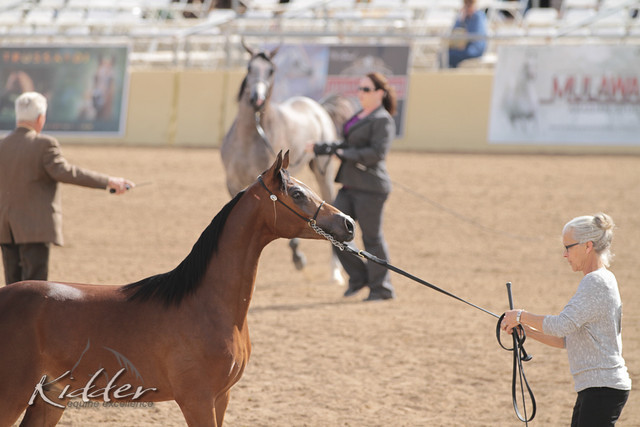 2012 Scottsdale Show | Days 1 & 2