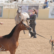 2012 Scottsdale Show | Days 1 & 2