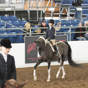 2012 Scottsdale Show | Days 1 & 2