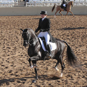 2012 Scottsdale Show | Days 1 & 2