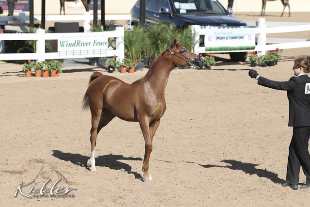 2012 Scottsdale Show | Days 1 & 2