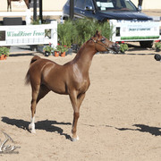 2012 Scottsdale Show | Days 1 & 2