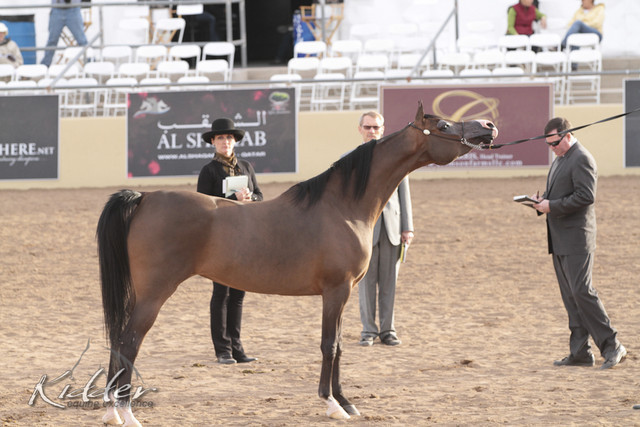 2012 Scottsdale Show | Days 1 & 2