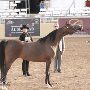 2012 Scottsdale Show | Days 1 & 2