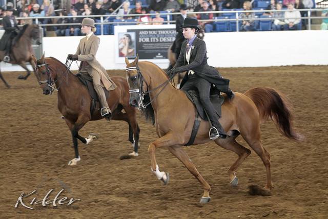 2012 Scottsdale Show | Days 1 & 2