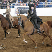 2012 Scottsdale Show | Days 1 & 2