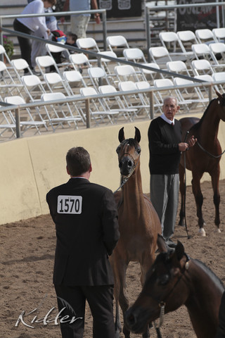 2012 Scottsdale Show | Days 1 & 2