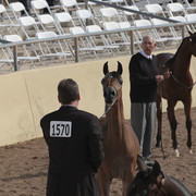 2012 Scottsdale Show | Days 1 & 2