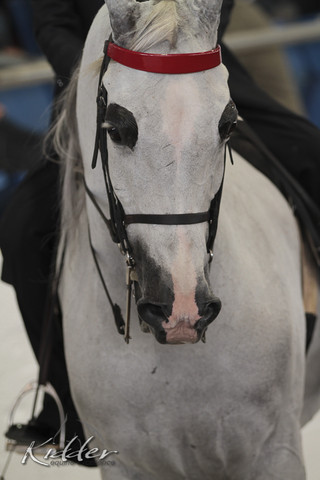 2012 Scottsdale Show | Days 1 & 2