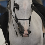 2012 Scottsdale Show | Days 1 & 2