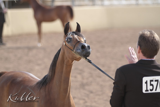 2012 Scottsdale Show | Days 1 & 2