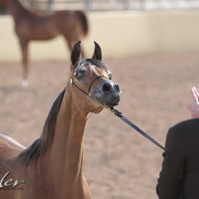 2012 Scottsdale Show | Days 1 & 2