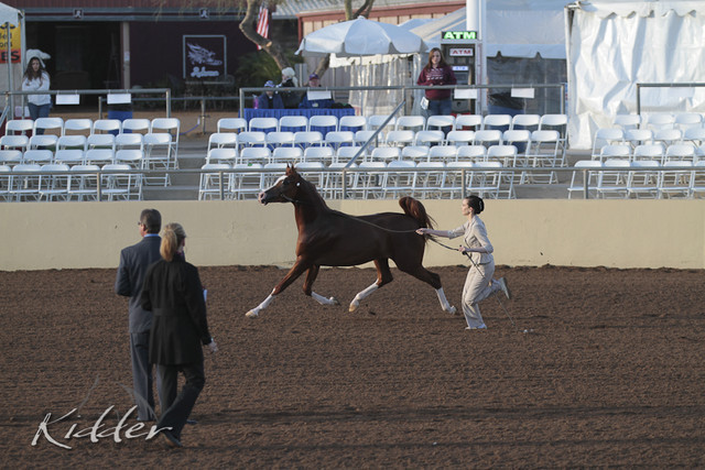 2012 Scottsdale Show | Days 1 & 2