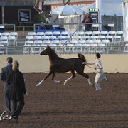2012 Scottsdale Show | Days 1 & 2