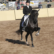 2012 Scottsdale Show | Days 1 & 2