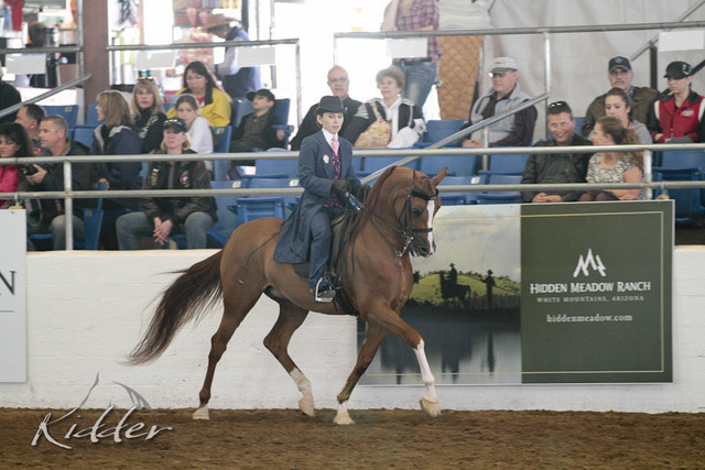 2012 Scottsdale Show | Days 1 & 2