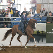 2012 Scottsdale Show | Days 1 & 2
