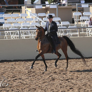 2012 Scottsdale Show | Days 1 & 2