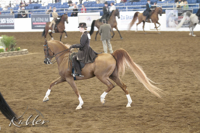 2012 Scottsdale Show | Days 1 & 2