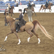 2012 Scottsdale Show | Days 1 & 2