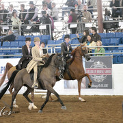 2012 Scottsdale Show | Days 1 & 2
