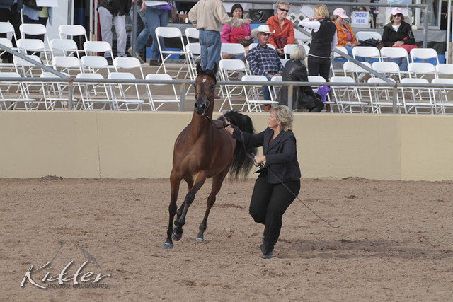 2012 Scottsdale Show | Days 1 & 2